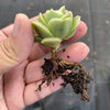 Graptoveria 'Lovely Rose'