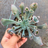Echeveria 'Trumpet Pinky'