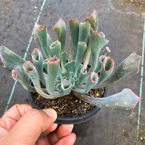 trumpet succulent Echeveria 'Trumpet Pinky' – LET LOVE GROW (Succulent & Cactus)