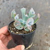 Echeveria 'Trumpet Pinky'