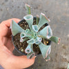 Echeveria 'Trumpet Pinky'
