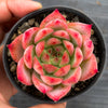 Echeveria colorata f. lindsayana
