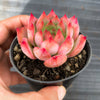 Echeveria colorata f. lindsayana