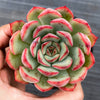Echeveria poldensis 'Kevin'