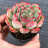 Echeveria poldensis 'Kevin'