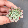 Echeveria subcorymbosa Juxtlahuaca (030 Giant Form)(w/pup)