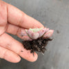 Echeveria subcorymbosa Juxtlahuaca (030 Giant Form)(w/pup)