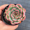 Echeveria poldensis 'Kevin'