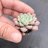 Echeveria subcorymbosa Juxtlahuaca (030 Giant Form)(w/pup)