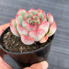 Echeveria poldensis 'Kevin'