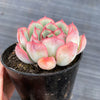 Echeveria poldensis 'Kevin'
