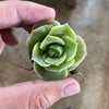 Graptoveria 'Lovely Rose'