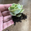 Graptoveria 'Lovely Rose'