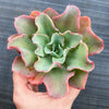 Echeveria 'Bluette'