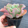 Echeveria 'Bluette'
