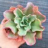 Echeveria 'Bluette'