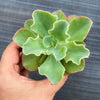 Echeveria 'Bluette'