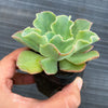 Echeveria 'Bluette'