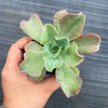 Echeveria 'Bluette'