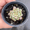 Echeveria subcorymbosa Juxtlahuaca (030 Giant Form)(w/pup)