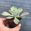 Echeveria 'Bluette'
