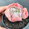 Echeveria ‘Swan Lake’