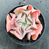 Echeveria ‘Swan Lake’