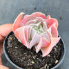 Echeveria ‘Swan Lake’