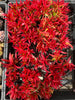 Crassula Fusca