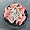 Echeveria ‘Swan Lake’