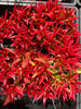 Crassula Fusca