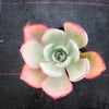 Echeveria 'Powder Blue'