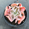 Echeveria ‘Swan Lake’