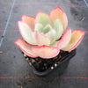Echeveria 'Powder Blue'