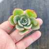 Echeveria 'Raindrops' (1 x CUTTING)(NO DROPS)