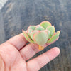 Echeveria 'Raindrops' (1 x CUTTING)(NO DROPS)