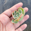 Echeveria 'Raindrops' (1 x CUTTING)(NO DROPS)