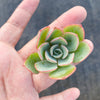 Echeveria 'Raindrops' (1 x CUTTING)(NO DROPS)