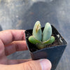 Conophytum bilobum (ORANGE/YELLOW FLOWER) (2H)
