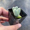 Conophytum bilobum (ORANGE/YELLOW FLOWER) (2H)