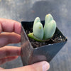 Conophytum bilobum (ORANGE/YELLOW FLOWER) (2H)