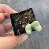 Conophytum bilobum (ORANGE/YELLOW FLOWER) (2H)