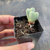 Conophytum bilobum (ORANGE/YELLOW FLOWER) (2H)