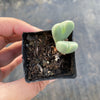 Conophytum bilobum (ORANGE/YELLOW FLOWER) (2H)