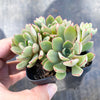 Echeveria minima x ballsii (w/pup)(PLANT)