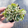 Echeveria minima x ballsii (w/pup)(PLANT)