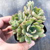 Echeveria minima x ballsii (w/pup)(PLANT)