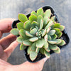 Echeveria minima x ballsii (w/pup)(PLANT)