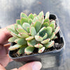 Echeveria minima x ballsii (w/pup)(PLANT)