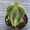 Crassula Buddha's Temple